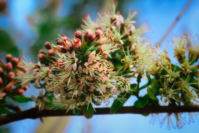 Close-up of flowering plant