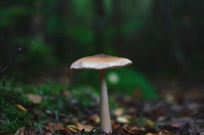 mushroom