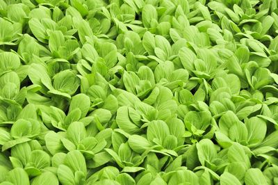 Full frame shot of fresh green plants