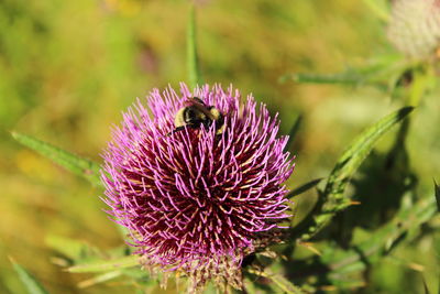 Close-up of purple thistle flower