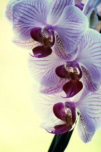 Close-up of pink orchid blooming outdoors