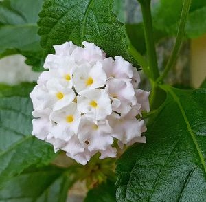 Close-up of white flowering plant with leaves