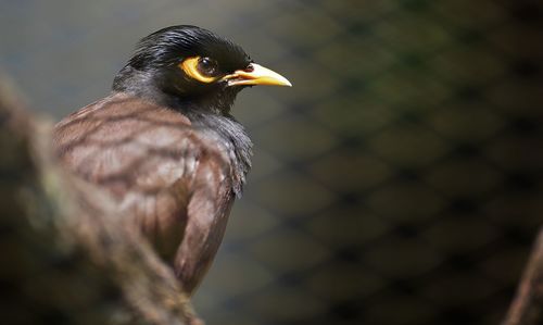 Close-up of bird perching on white background