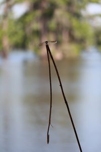 Close-up of plant against blurred background