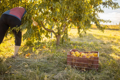 Woman picking fruits from tree