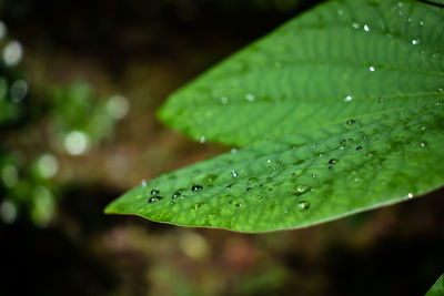 Some rain drops fall on a green leaf.