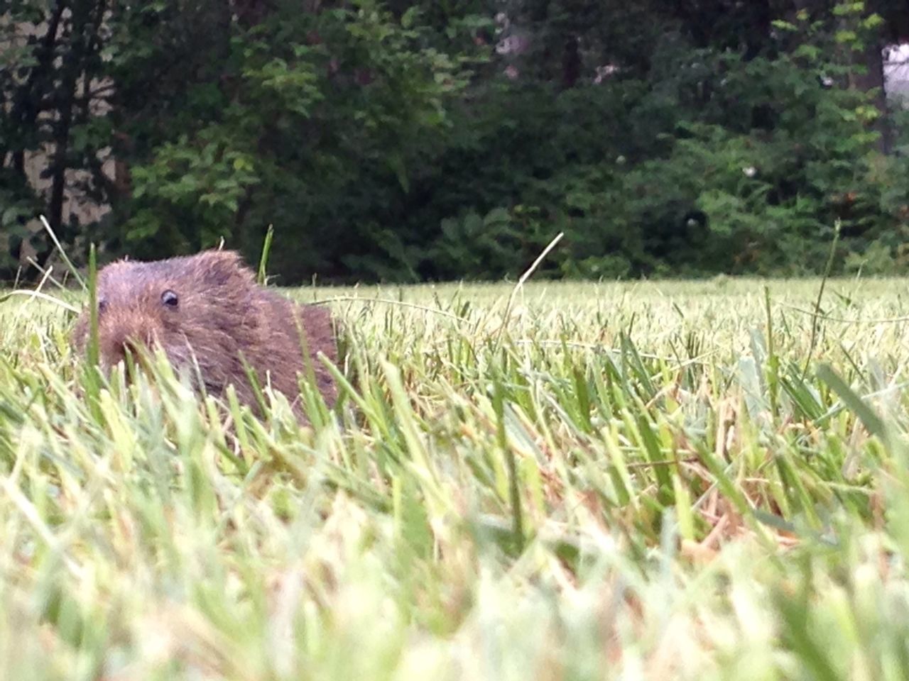 animal themes, one animal, animals in the wild, wildlife, grass, field, bird, grassy, nature, selective focus, growth, focus on foreground, plant, beauty in nature, full length, side view, outdoors, day, zoology, no people