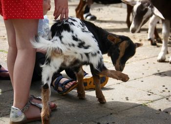 Low section of people with goat on street