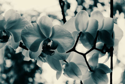 Close-up of flowers blooming against sky