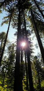 Low angle view of sunlight streaming through trees in forest