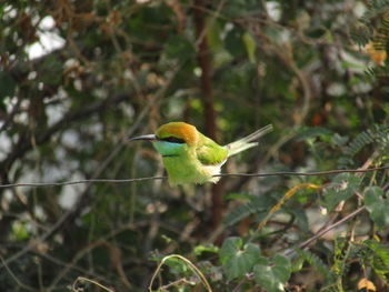 Bird perching on a branch