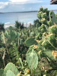 Close-up of succulent plant on sea against sky