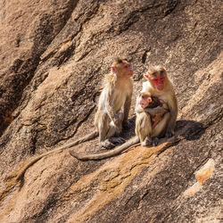 Monkeys with infant on rock