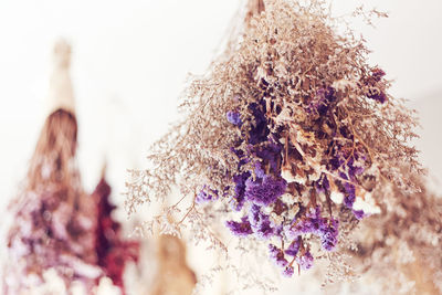 Close-up of bird on purple flowers