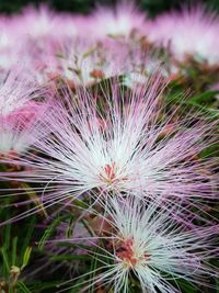 Close-up of flowers