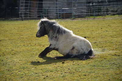 Side view of a dog running on field