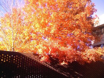 Autumnal leaves on tree trunk