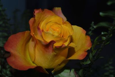 Close-up of wilted rose