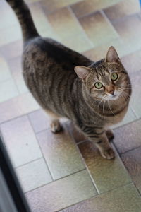 Portrait of tabby cat on tiled floor