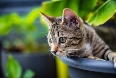 Close-up portrait of a cat