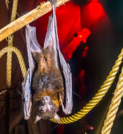 Close-up of tied hanging on rope