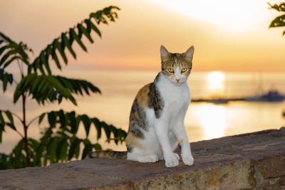 Portrait of cat sitting on retaining wall by sea against sky during sunset