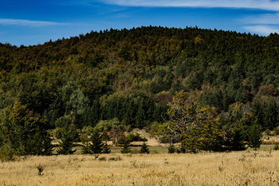 Trees on field against sky