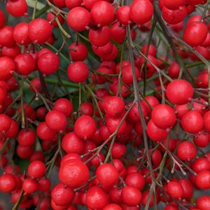 Full frame shot of tomatoes