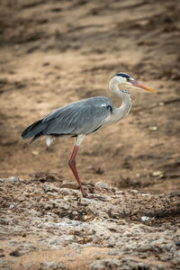 Grey heron stands on shingle facing right