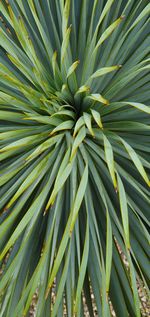 Full frame shot of palm tree