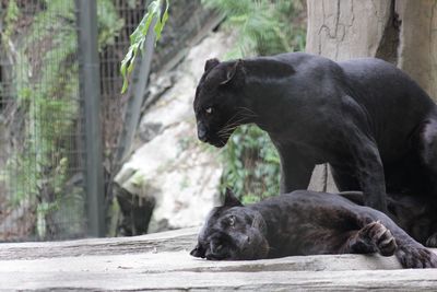 Black horse in a zoo