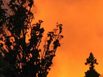 Close-up of silhouette tree against orange sky