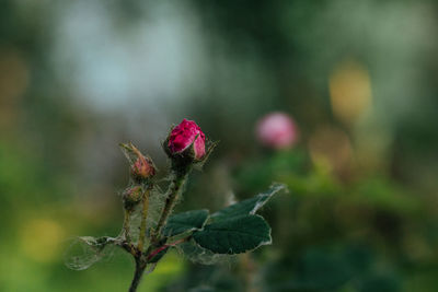 Close-up of flowering plant