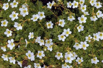 High angle view of white flowering plants