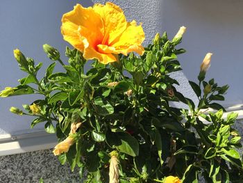 Close-up of yellow flowers blooming outdoors