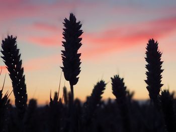 Close-up of silhouette plants during sunset