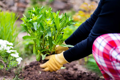 Midsection of man holding plant