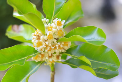 Close-up of white flowering plant