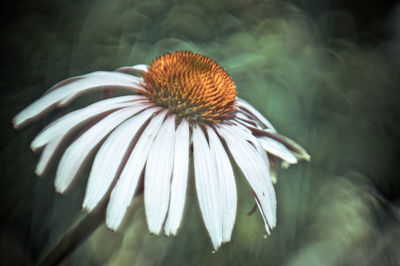 Close-up of white flower