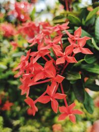 Close-up of red flowers