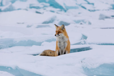 Fox on snow covered field