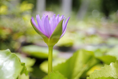 Close-up of purple water lily