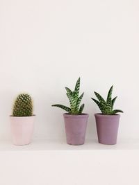 Potted cactus plant against white background