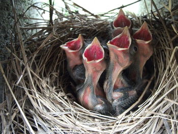 Close-up of young birds in nest