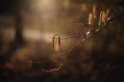 Close-up of insect on twig