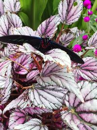 High angle view of pink flowering plant