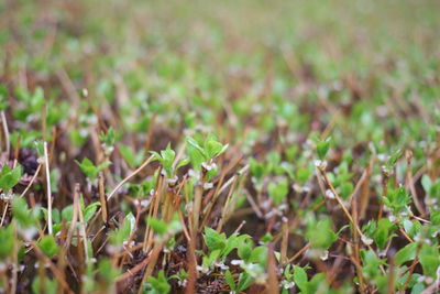 Close-up of fresh plants on field