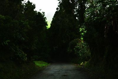 Dirt road amidst trees in forest