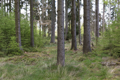 Pine trees in forest