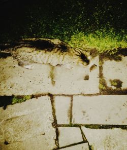 Close-up of cat on grass